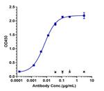 SIRP gamma Humanized Biosimilar Recombinant Human Monoclonal Antibody