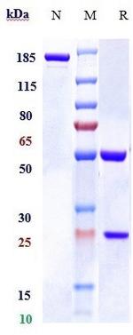 Stabilin 1 (Bexmarilimab Biosimilar) Antibody in SDS-PAGE (SDS-PAGE)