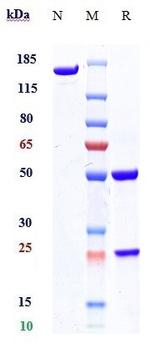 Gosuranemab Chimeric Antibody in SDS-PAGE (SDS-PAGE)