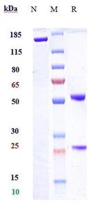 Semorinemab Humanized Antibody in SDS-PAGE (SDS-PAGE)