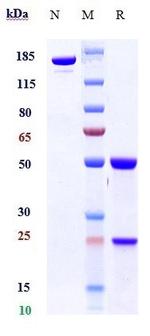 Linavonkibart Antibody in SDS-PAGE (SDS-PAGE)