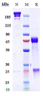 PD-L1/TGFBR2 (Bintrafusp Alfa Biosimilar) Antibody in SDS-PAGE (SDS-PAGE)