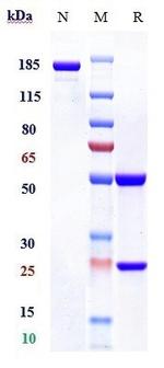 Sabatolimab Humanized Recombinant Human Monoclonal Antibody