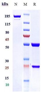 Mapatumumab Recombinant Human Monoclonal Antibody