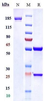 TrkA Biosimilar Recombinant Human Monoclonal Antibody
