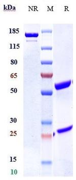 Enavatuzumab Humanized Recombinant Human Monoclonal Antibody