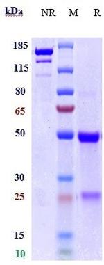 TYRO3 Biosimilar Recombinant Human Monoclonal Antibody