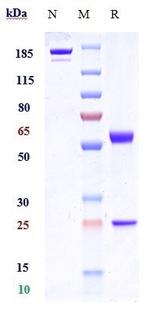 Tabituximab Humanized Recombinant Human Monoclonal Antibody