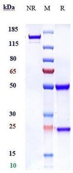 ROBO1 Chimeric Biosimilar Recombinant Human Monoclonal Antibody
