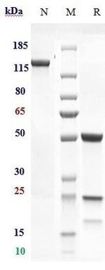 AMHR2 (Murlentamab Biosimilar) Recombinant Humanized mouse Monoclonal Antibody