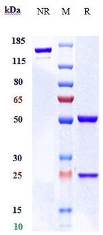 CD48 Biosimilar Recombinant Human Monoclonal Antibody