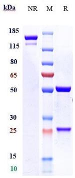 CGRPR (Erenumab Biosimilar) Antibody in SDS-PAGE (SDS-PAGE)
