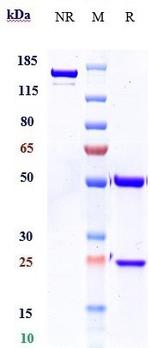 Burosumab Recombinant Human Monoclonal Antibody