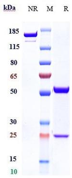 FUT2 (Biosimilar) Recombinant Human Monoclonal Antibody