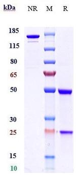 BTN1A1 Biosimilar Antibody in SDS-PAGE (SDS-PAGE)