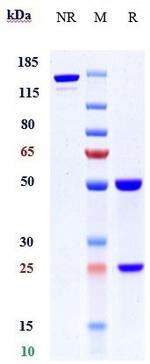 C2 (Empasiprubart Biosimilar) Antibody in SDS-PAGE (SDS-PAGE)