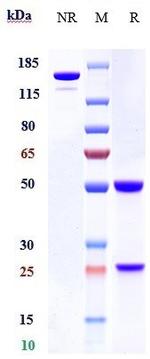 Complement C3 Humanized Biosimilar Recombinant Human Monoclonal Antibody