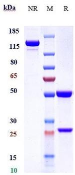 Atibuclimab Chimeric Antibody in SDS-PAGE (SDS-PAGE)