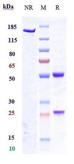 GPR20 Biosimilar Recombinant Human Monoclonal Antibody