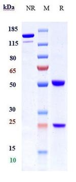Integrin beta 1 (CD29) (Biosimilar) Antibody in SDS-PAGE (SDS-PAGE)