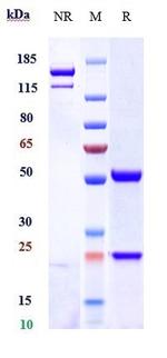 Activin A (Garetosmab Biosimilar) Recombinant Human Monoclonal Antibody
