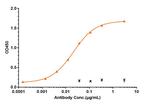 C1QA Biosimilar Recombinant Human Monoclonal Antibody