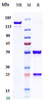 Indusatumab Antibody in SDS-PAGE (SDS-PAGE)