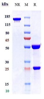 Apamistamab Recombinant Human Monoclonal Antibody
