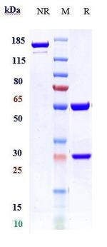 VWF (Biosimilar) Recombinant Human Monoclonal Antibody