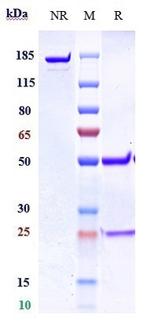 GREM1 Biosimilar Recombinant Human Monoclonal Antibody