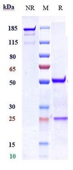 Nogo Receptor (Biosimilar) Recombinant Human Monoclonal Antibody