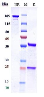 Properdin (Biosimilar) Recombinant Humanized mouse Monoclonal Antibody