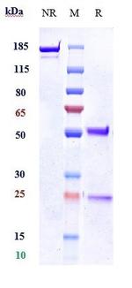 Kallikrein 5 Biosimilar Recombinant Human Monoclonal Antibody
