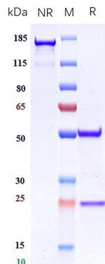 PF4 Biosimilar Recombinant Human Monoclonal Antibody