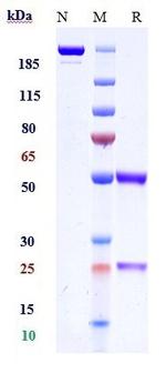 TIE2 (TEK) Biosimilar Recombinant Human Monoclonal Antibody