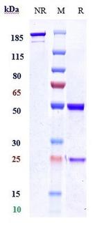 Ubiquitin C Biosimilar Recombinant Human Monoclonal Antibody