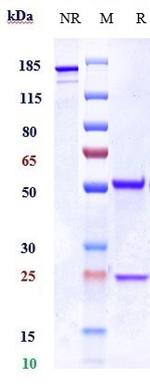 Histone H3 (Biosimilar) Antibody in SDS-PAGE (SDS-PAGE)