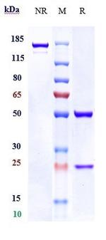 RG1 (Biosimilar) Antibody in SDS-PAGE (SDS-PAGE)