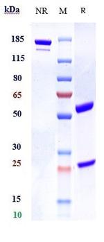 Betatrophin Biosimilar Recombinant Human Monoclonal Antibody
