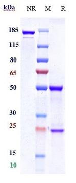 Galegenimab Recombinant Human Monoclonal Antibody