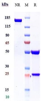 Canakinumab Recombinant Human Monoclonal Antibody