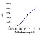 DKK1 (Biosimilar) Recombinant Human Monoclonal Antibody