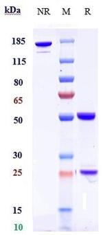 DKK1 (Biosimilar) Antibody in SDS-PAGE (SDS-PAGE)