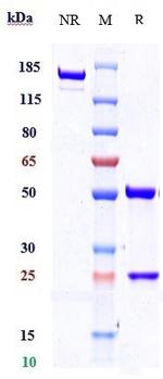 Ontuxizumab Humanized Recombinant Human Monoclonal Antibody