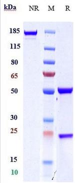 MRC2 (Biosimilar) Antibody in SDS-PAGE (SDS-PAGE)