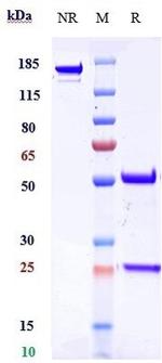 Dysadherin Biosimilar Recombinant Human Monoclonal Antibody