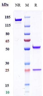 TMEFF1 Biosimilar Recombinant Human Monoclonal Antibody