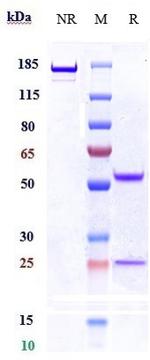 RET Biosimilar Recombinant Human Monoclonal Antibody