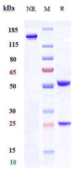 Tamrintamab Recombinant Human Monoclonal Antibody