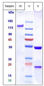 Bivatuzumab Humanized Recombinant Human Monoclonal Antibody